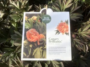 Paeonia (Itoh Hybrids) 'Canary Brilliants'-0
