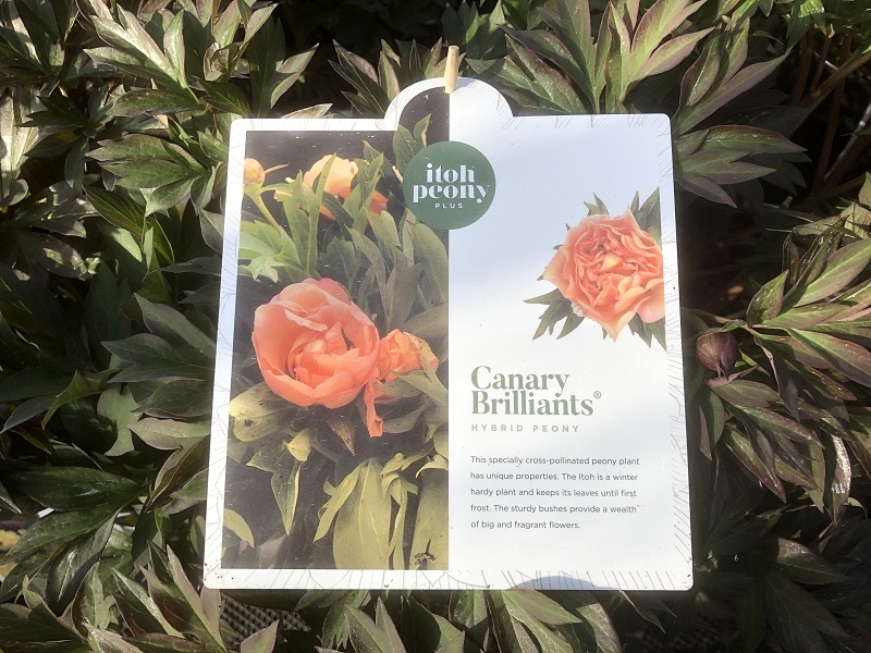 Paeonia (Itoh Hybrids) 'Canary Brilliants'-0