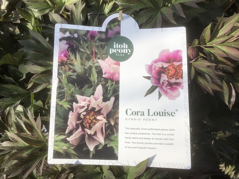Paeonia (Itoh Hybrids) 'Cora Louise'-0