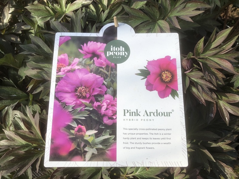 Paeonia (Itoh Hybrids) 'Pink Ardour'-0