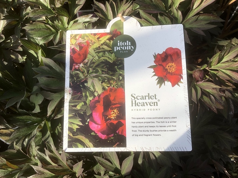 Paeonia (Itoh Hybrids) 'Scarlet Heaven'-0