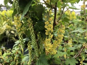 Ribes magellanica-0