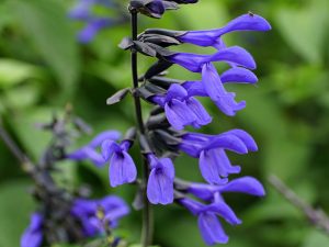 Salvia 'Rockin Blue Suede Shoes'-0