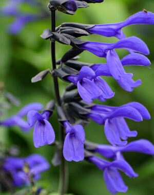 Salvias