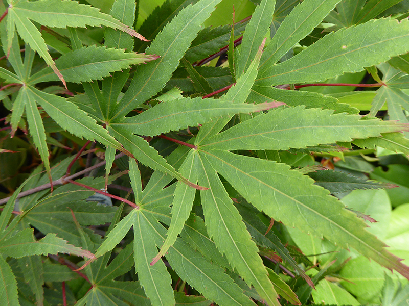 Acer palmatum 'Chitoseyama'-0