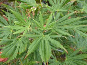 Acer palmatum 'Green Trompenburg'-0