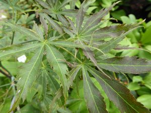 Acer palmatum 'Hessei'-0