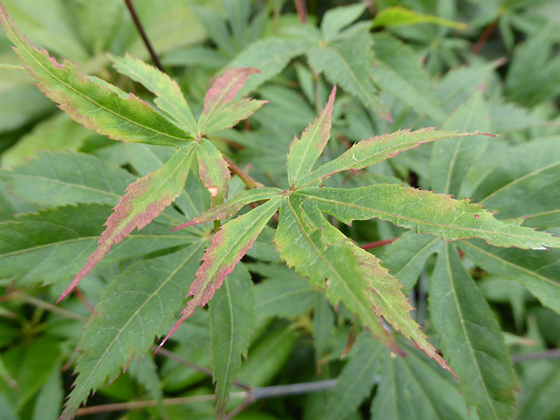 Acer palmatum 'Wild Goose'-0