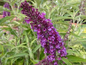 Buddleja 'Butterfly Tower'-0