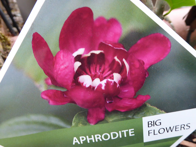 Calycanthus 'Aphrodite'-20385