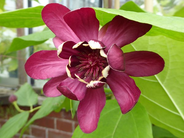 Calycanthus 'Aphrodite'-0