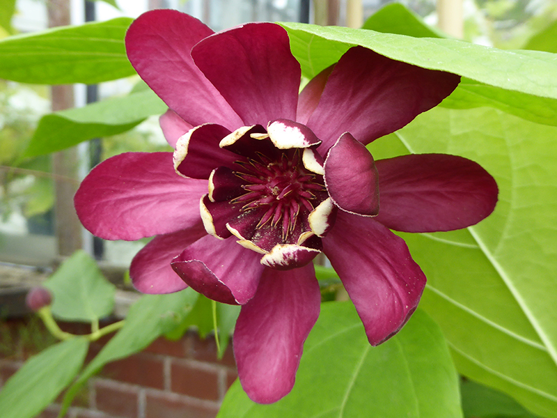 Calycanthus 'Aphrodite'-0