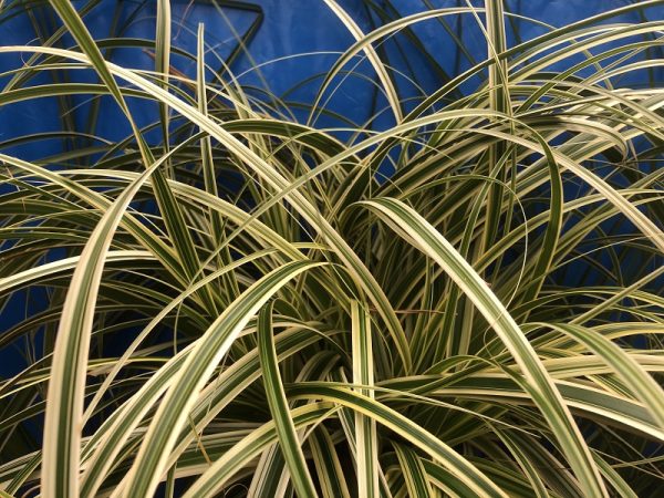 Carex oshimensis 'Silver Falls'-0