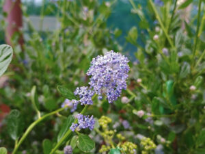 Ceanothus 'Skylark'-0