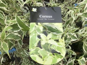 Cornus kousa 'Re Tivano'-0