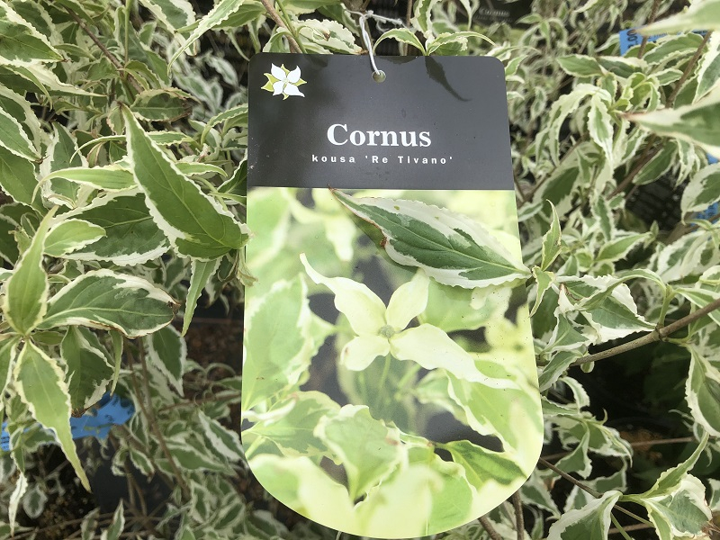 Cornus kousa 'Re Tivano'-0