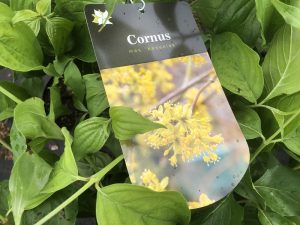 Cornus mas 'Kasaniak'-0