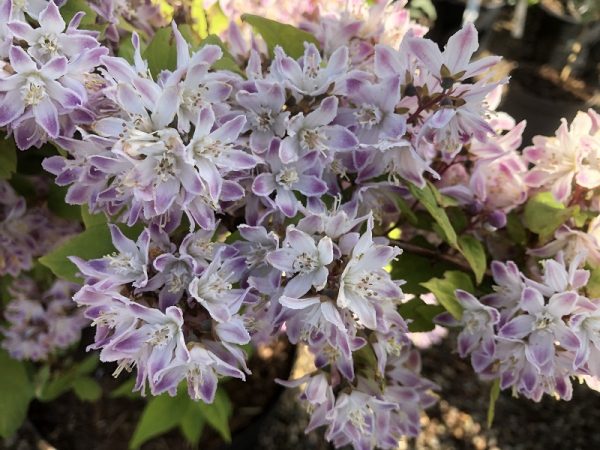 Deutzia x hybrida 'Raspberry Sundae' (10 Litre)-0