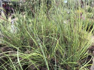 Eragrotis 'Totnes Burgundy'-0