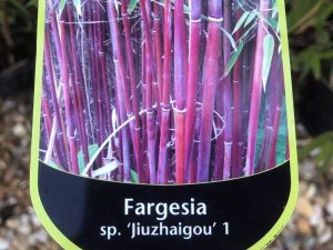 Fargesia sp. Juizhaigou (5 Litre)-0