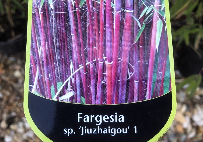 Fargesia sp. Juizhaigou (5 Litre)-0