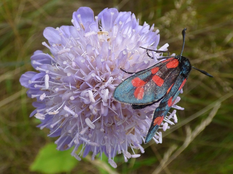 A Collection of 6 Wildflowers Spring to Autumn Collection (6 Species)-20259
