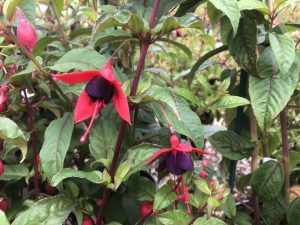 Fuchsia 'Lady Boothby'-0