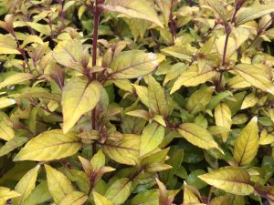 Fuchsia magellanica 'Aurea'-0