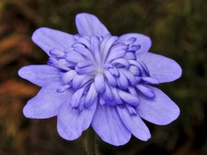 Hepatica transsilvanica 'Elison Spence'-0