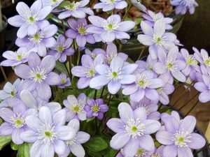 Hepatica nobilis var. pyrenaica x H. americana var. acuta ‘Hazelwood Froggie’-0
