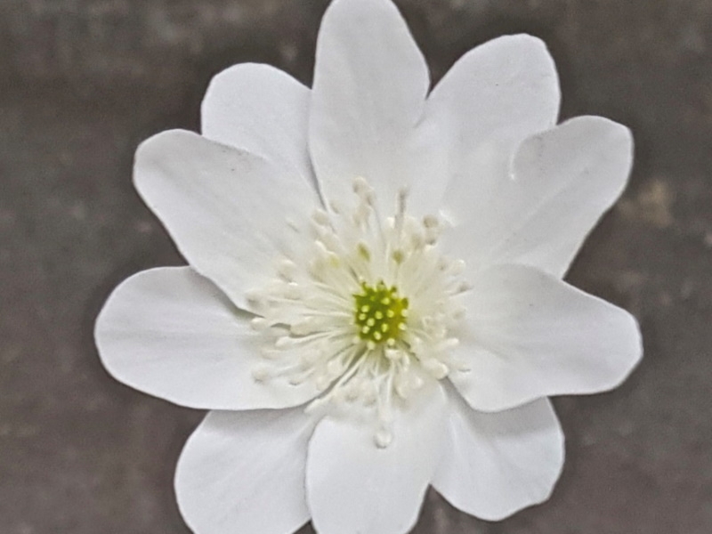 Hepatica transsilvanica 'Hazelwood Grace'-0