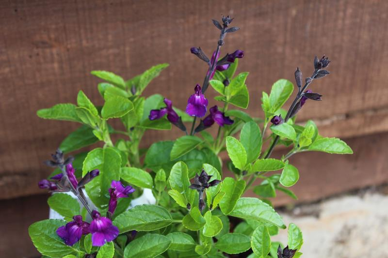 Salvia x jamensis Ignition Purple-20329