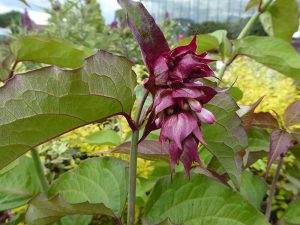 Leycesteria formosa-0