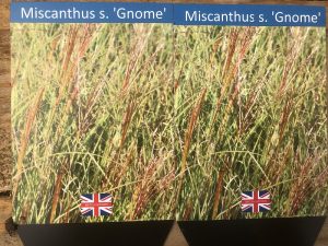 Miscanthus sinensis 'Gnome'-0