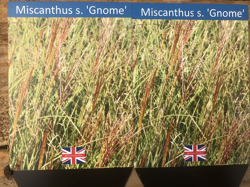 Miscanthus sinensis 'Gnome' (5 Litre)-0