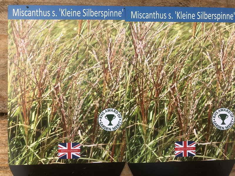 Miscanthus sinensis 'Kleine Silberspinne' (5 Litre)-20289
