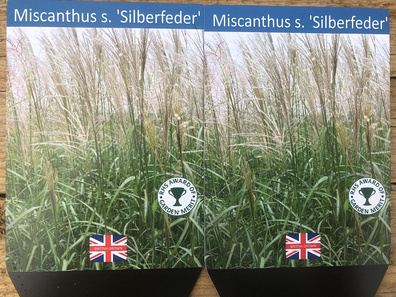 Miscanthus sinensis 'Silberfeder' (Silver Feather) (5 Litre)-0