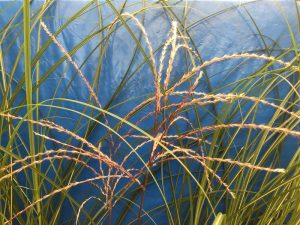 Miscanthus sinensis 'Augustfeder'-0