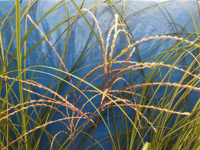 Miscanthus sinensis 'Augustfeder'-0