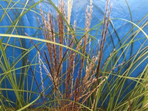 Miscanthus sinensis 'Kleine Silberspinne' (5 Litre)-0