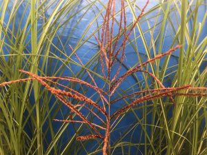 Miscanthus sinensis 'Nippon' (5 Litre)-0