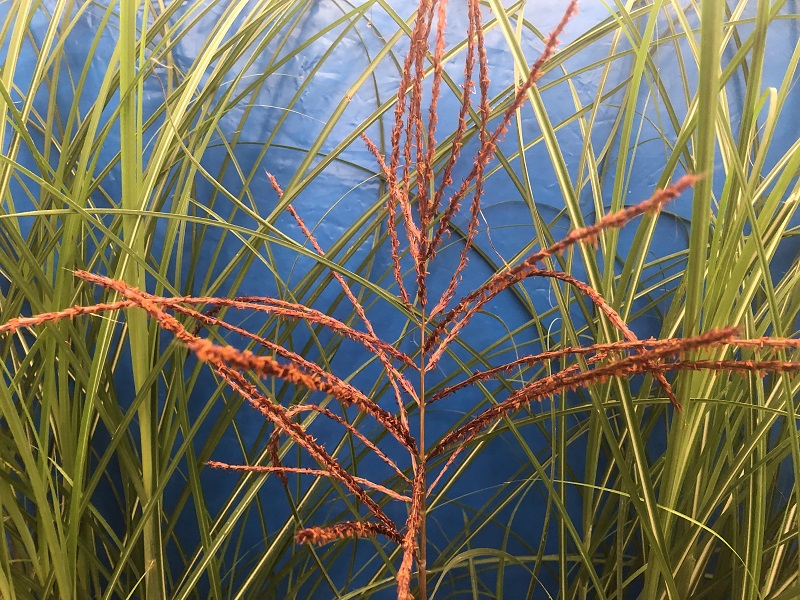 Miscanthus sinensis 'Nippon' (5 Litre)-0