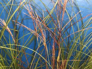 Miscanthus sinensis 'Purple Fall'-0