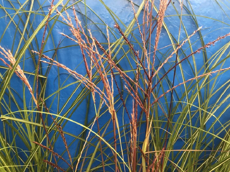 Miscanthus sinensis 'Purple Fall'-0