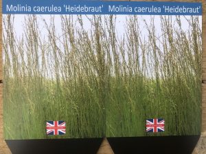 Molinia 'Heidebraut'-0