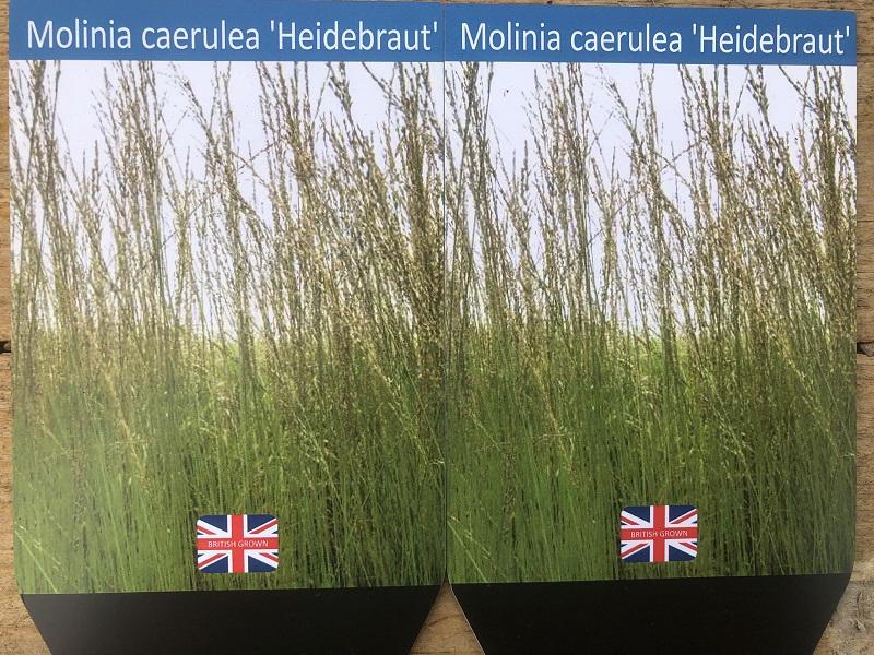 Molinia 'Heidebraut'-0