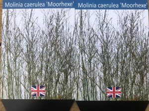 Molinia 'Moorhexe'-0