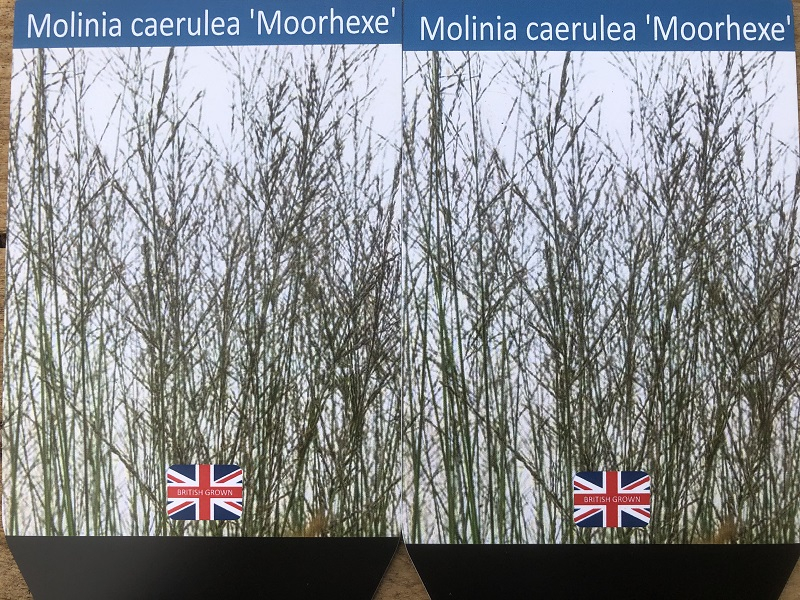 Molinia 'Moorhexe'-0