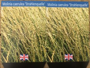 Molinia 'Strahlenquelle'-0