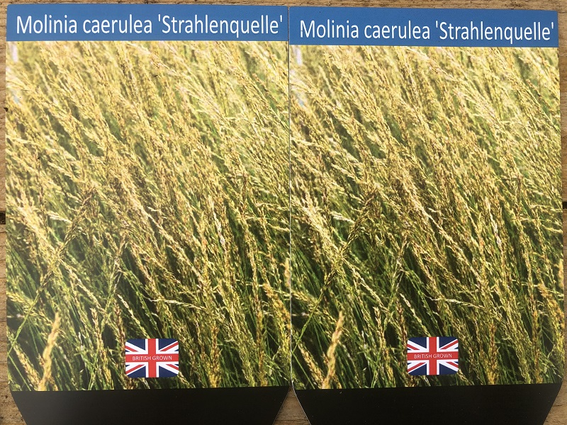 Molinia 'Strahlenquelle'-0